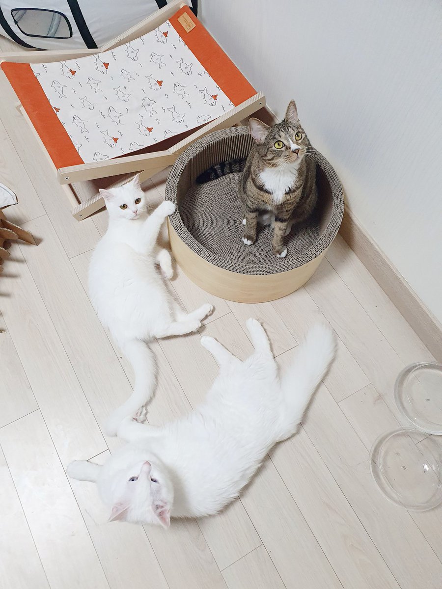 야아 떵강아지덜