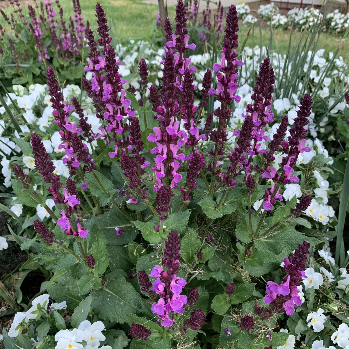 <a href="/gildthegarden/">Cheli Cuevas</a> <a href="/BrenHaas/">Bren Haas</a> <a href="/thefreckledrose/">Angie Rose Johnson</a> <a href="/passthepistil/">Emily Murphy</a> <a href="/empressofdirt/">Melissa J. Will 👑 Empress of Dirt</a> @JenMGardens @billblevins <a href="/BethBillstrom/">Beth Billstrom Photographer</a> <a href="/gardenerd1/">Gardenerd</a> @HandyHelen @oh_grow_on <a href="/HouseplantGuru/">𝒯𝒽𝑒 𝐻❀𝓊𝓈𝑒𝓅𝓁𝒶𝓃𝓉 𝒢𝓊𝓇𝓊</a> Happy May!