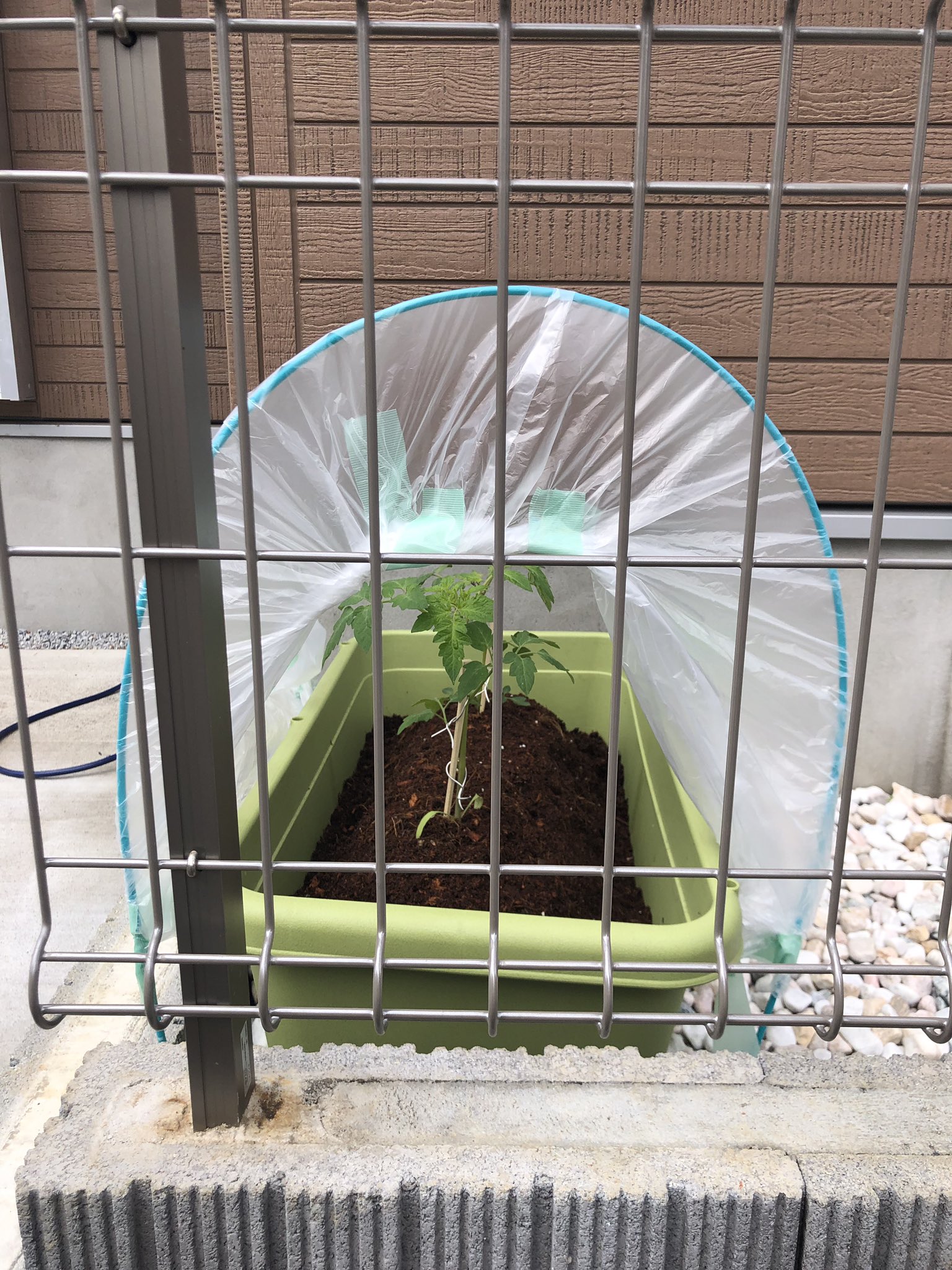 農家の息子 くろかべのうえん 家のプランターに雨よけを作ってみました かなり不細工ですが これで大丈夫かな 農業 家庭菜園 トマト プランター 雨よけ 農家の息子