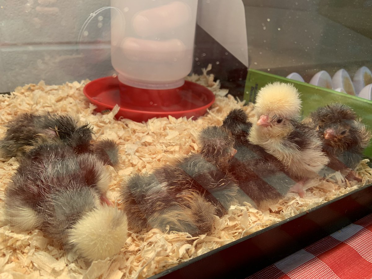 Happy Birthday to our adorable new additions <a href="/PCSD_LN/">Lannoye Elementary</a> we are loving this experience @KDGHoverson #RaiderStrong