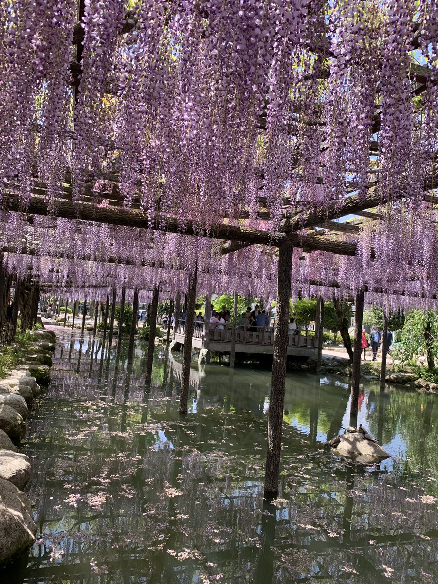 尾張津島藤まつり Twitter પર હ શટ ગ