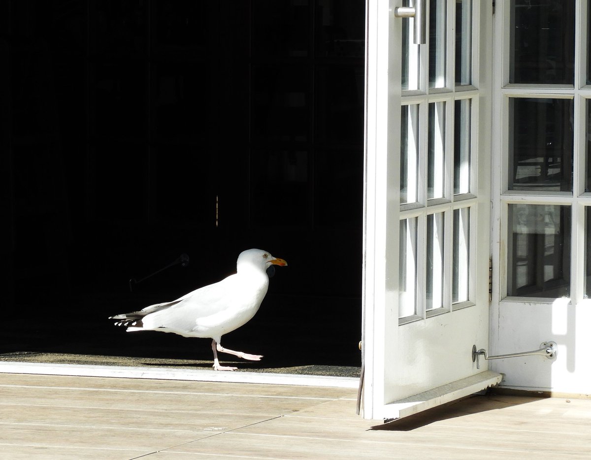 Seagull raiding the Wetherspoon Royal Victoria Pavilion, Ramsgate.