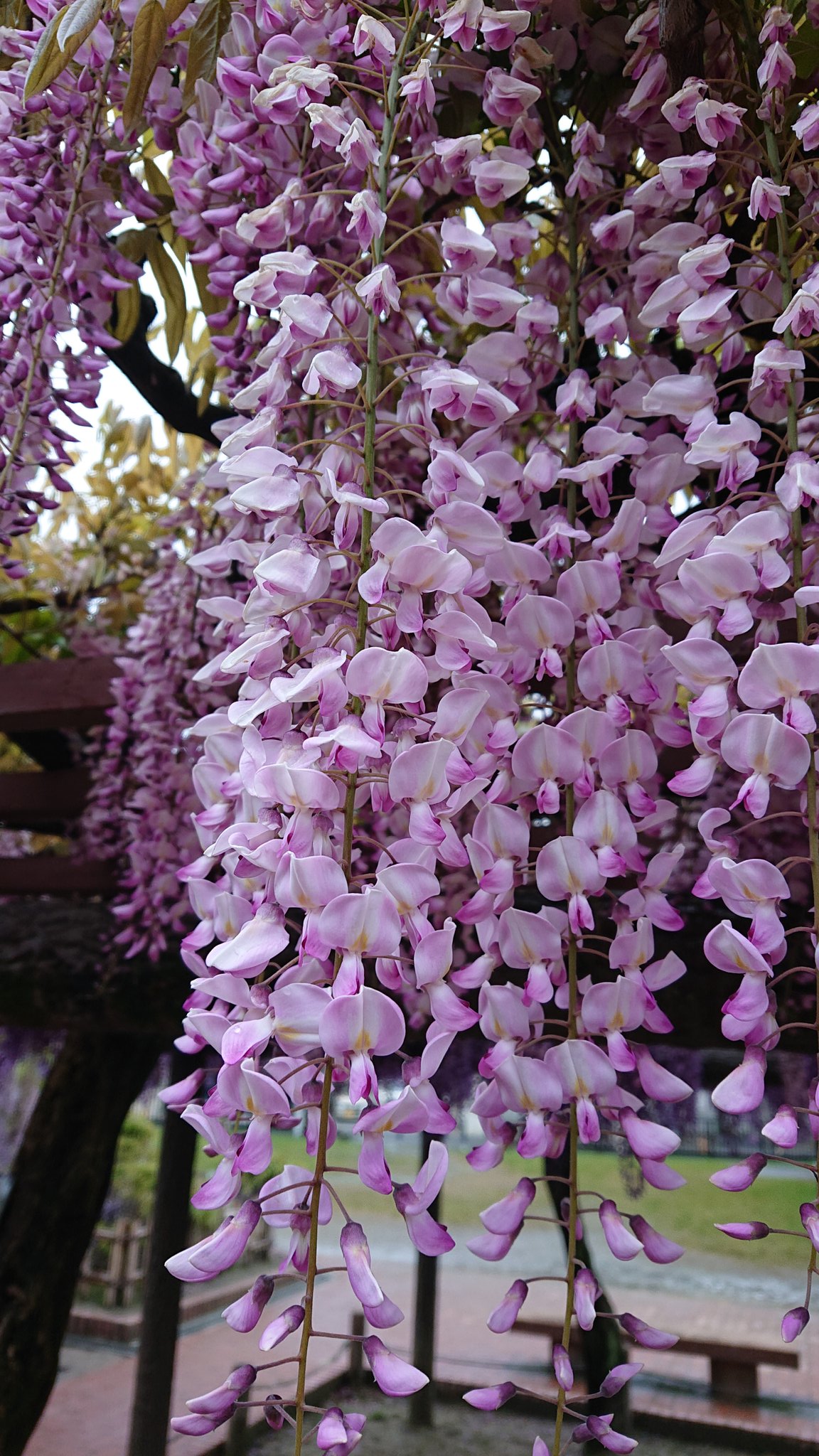Go まっきー 愛知県津島市 天王川公園 尾張津島の藤まつり 東洋一の藤棚といわれる藤が満開を向かえています 画像は昨日の様子 メチャメチャ綺麗 藤棚の下を歩くと甘 い薫りが心地よいです T Co Vkedsibyub Twitter