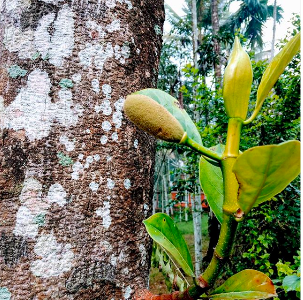 AAnubhava's tweet photo. Summers bring jackfruit!
#kingfruitofkerala #keralatravel #indianvillages #keralacuisine #naturelovers https://t.co/M5vA8gzrbp