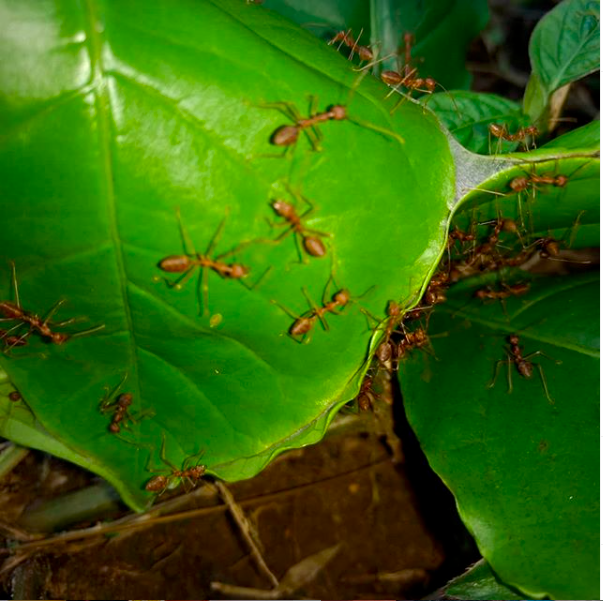 AAnubhava's tweet photo. Tropical fire ants to combat coffee berry borer.
#naturalfarming #wayanadtravel #wayanad #bespokeindiatravels #indianvillages #ahamanubhava #experiences https://t.co/vRTkbwLvnk