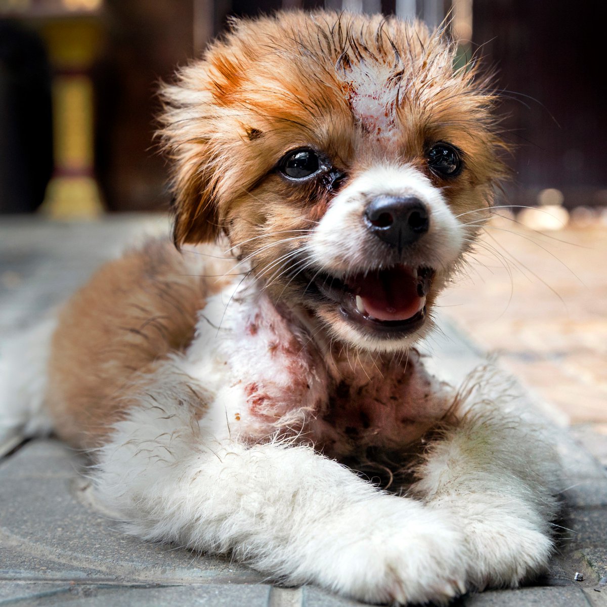 Der kleine Welpe 🐶 Piel lebt bei einer Pagode in Phnom Penh, Kambodscha und litt unter einer schweren Hauterkrankung, Unser lokales Team holte ihn ab und unterzog ihn einer zweiwöchigen Behandlung mit Antibiotikan und täglichen Duschen mit einem medizinischen Shampoo.