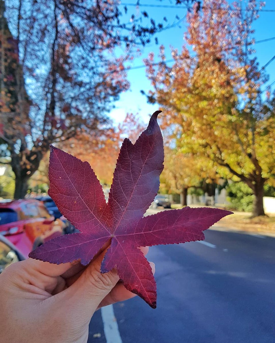 sutorodw's tweet photo. #fall #autumn #autumnleaves #maple #sydney #ilovesydney #bluemountains #nsw #australia #seeaustralia #travel #traveling #traveler #explore #staycation #instatravel #instatraveling #igtravel #samsung #withgalaxy #notefe #snapseed #SutORo - April 28, 2019 https://t.co/MGuoIxJFCg