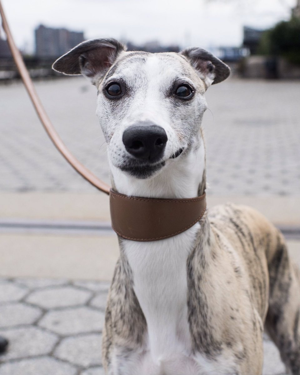 whippet teddy