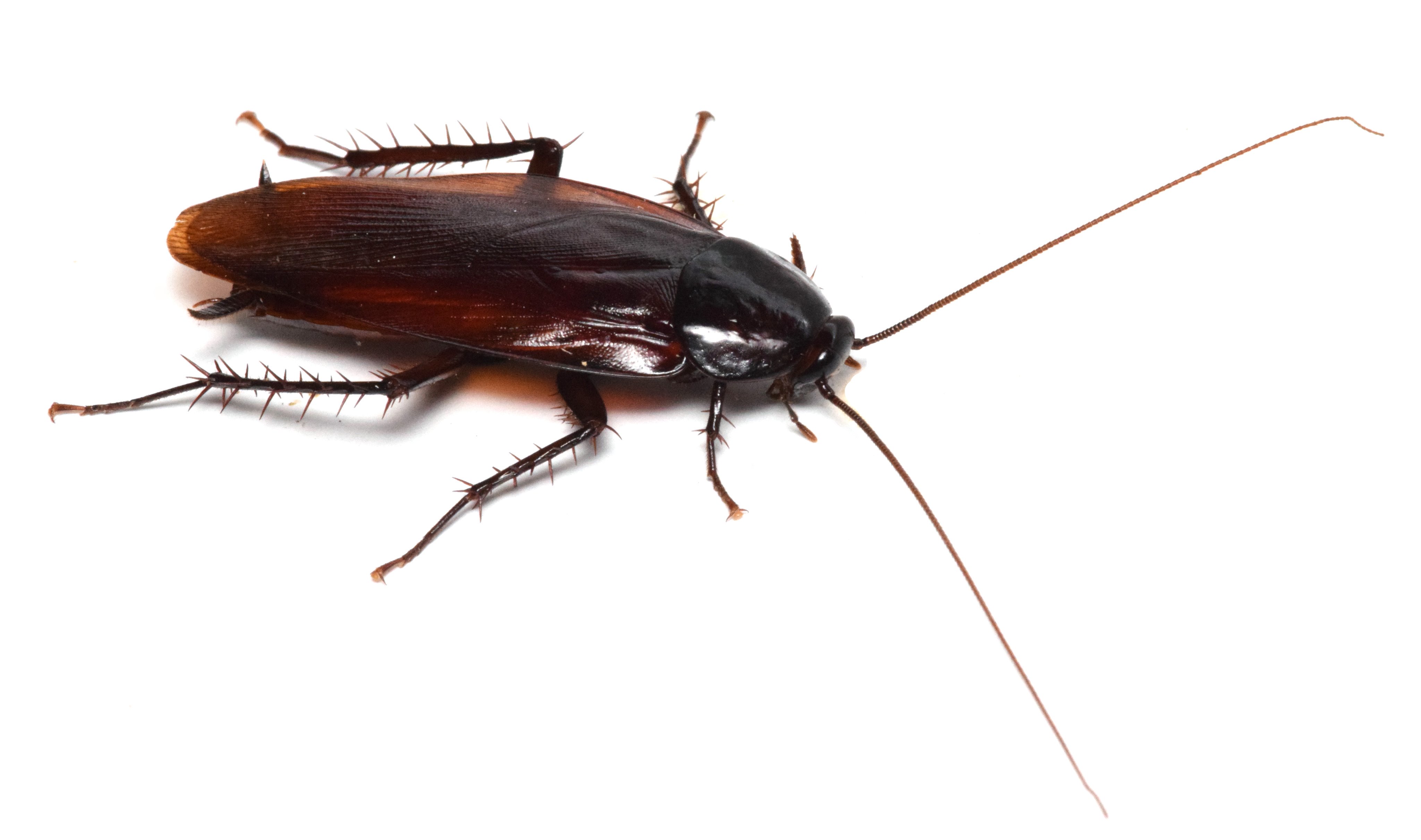 デュビ屋 Esaya0b Dubia Twitter