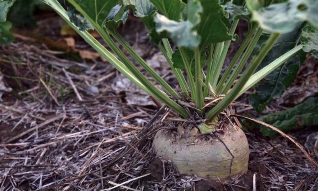 AlbertaFlavour's tweet photo. DYK there are Over 200 #Alberta Farmers that Grow Sugar Beets? #ABFoodFact #FoodFact #SouthernAlberta #AbAg #ABFlavour #AgLove #ABFood #WestCdnAg https://t.co/4eRIjYBYxI