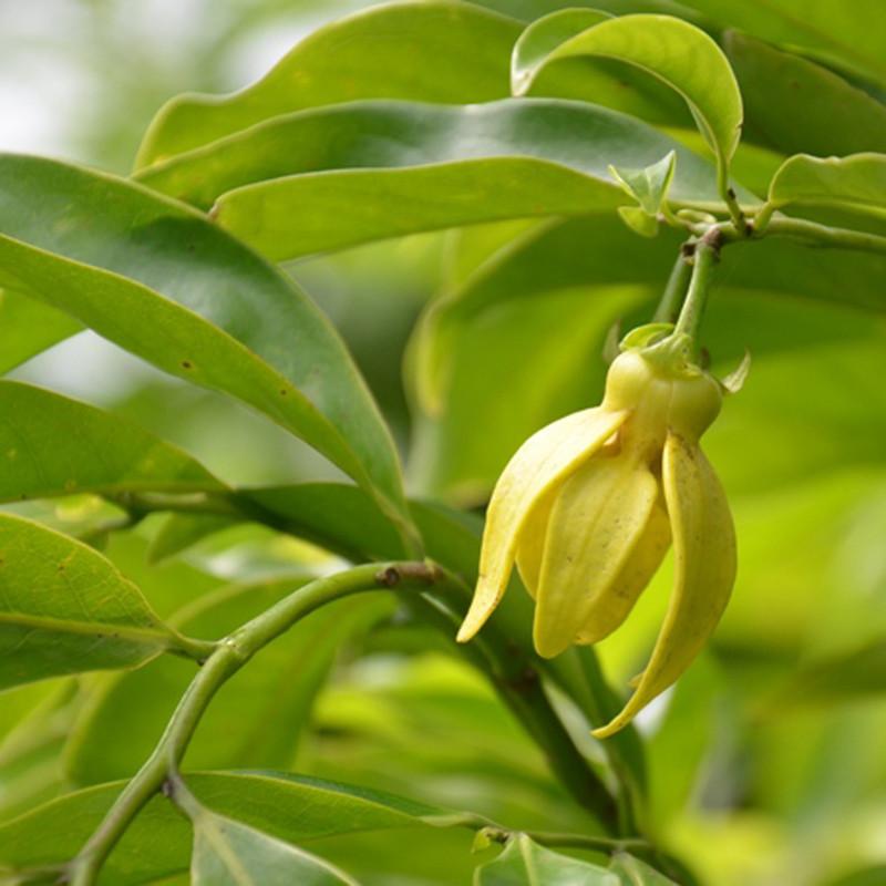 GardenLiveNow's tweet photo. Today Plant◆Ylang Ylang Vine◆हरी चम्पा◆मदनमस्त◆मनोरंगिनी◆Artabotrys hexapetalus◆Hari Champa is having intoxicating fragrance and this plant is native to India. It is climbing shrub 6-10 ft and flowers are greenish in color and fade to yellow with age and grow in direct sun. https://t.co/IX2fvNhbeI