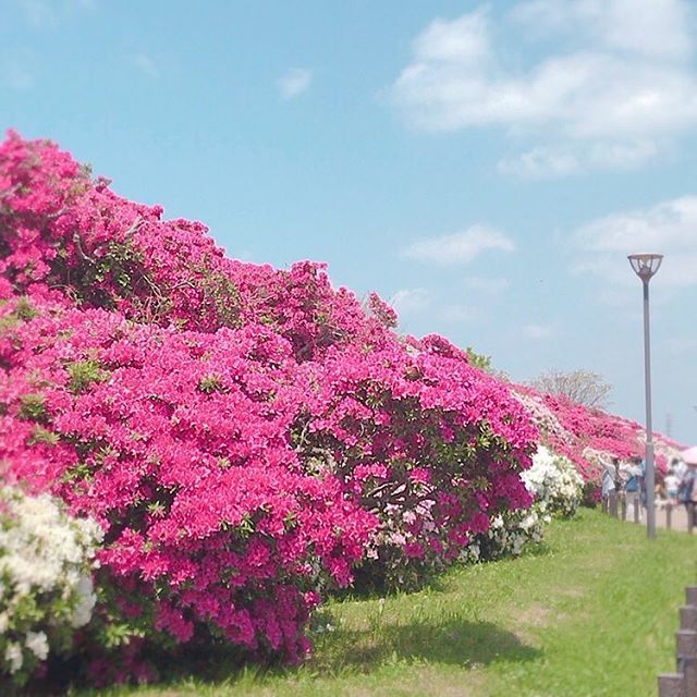 浅香山つつじまつり