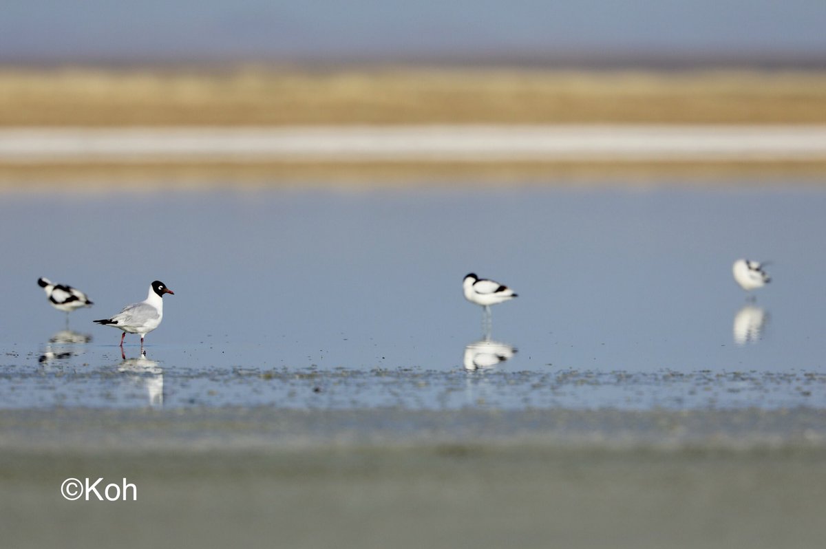 Relict Gull！
記念すべき朝の最初の鳥は、2年前に外したゴビズキンカモメでした！

#令和最初に見た鳥