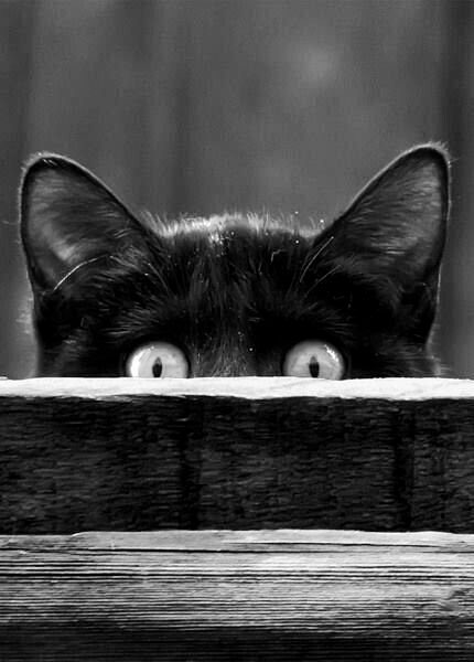 котэ наблюдаэ