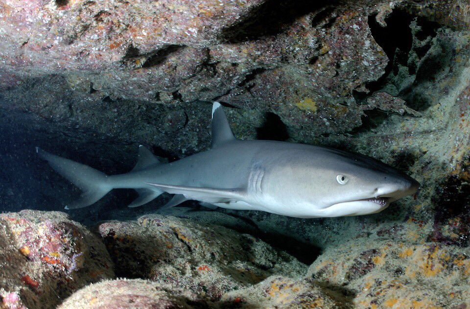 SylviaEarle's tweet photo. My heroes are individuals who are doing what they can to influence the people around them to care for sharks, the ocean, and the natural world. https://t.co/snGC2HzLx4