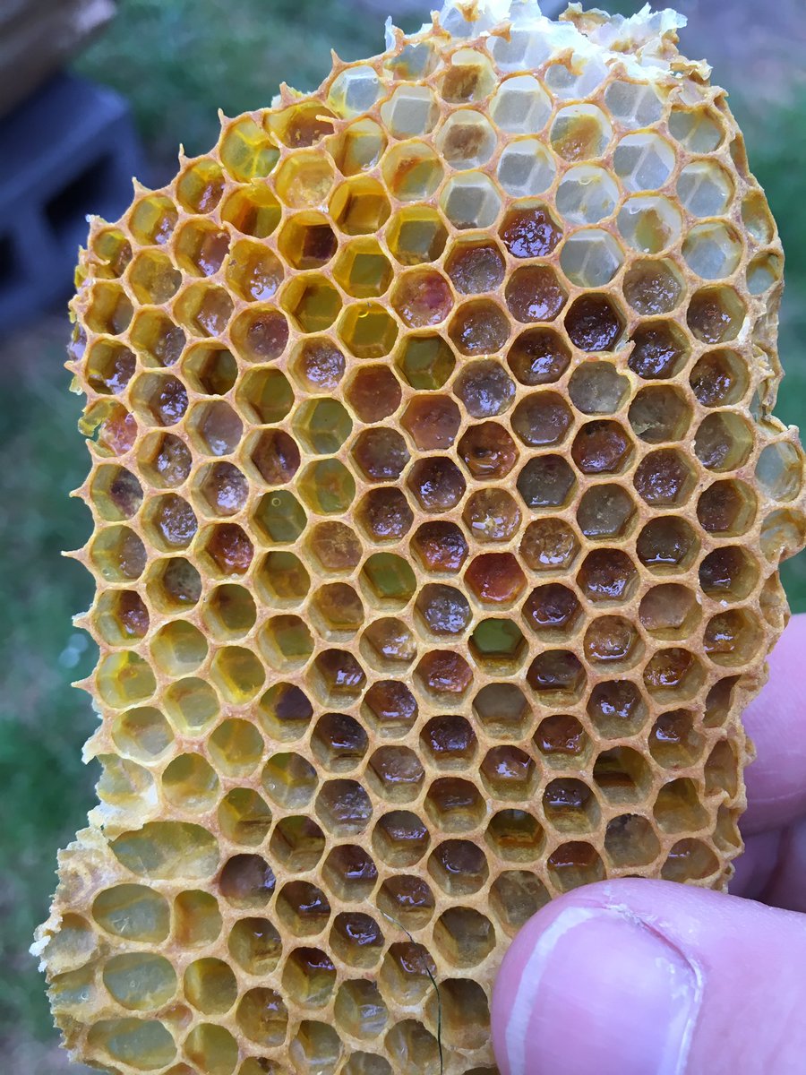 The bees seem to be sorting pollen by colour/plant.
