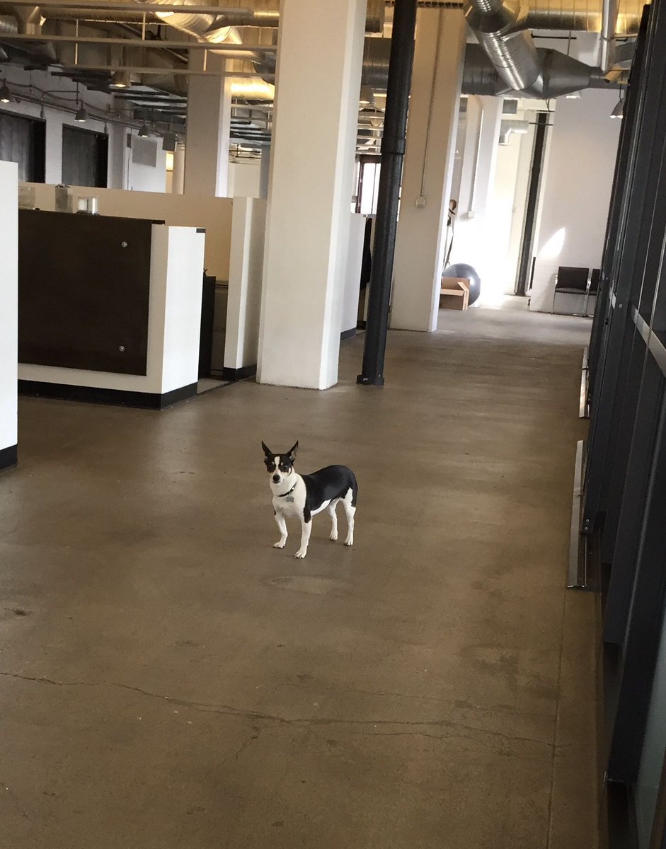BevHope's tweet photo. #throwbackthursday. I think every workplace would have more fun and positivity if furry friends were allowed. #Google #ecommerce #officeculture #officedogs #startup #startuplife #officescooter #worklife #Funatwork #funatoffice #Entrepreneur #techfw https://t.co/WzKhhTrFIK