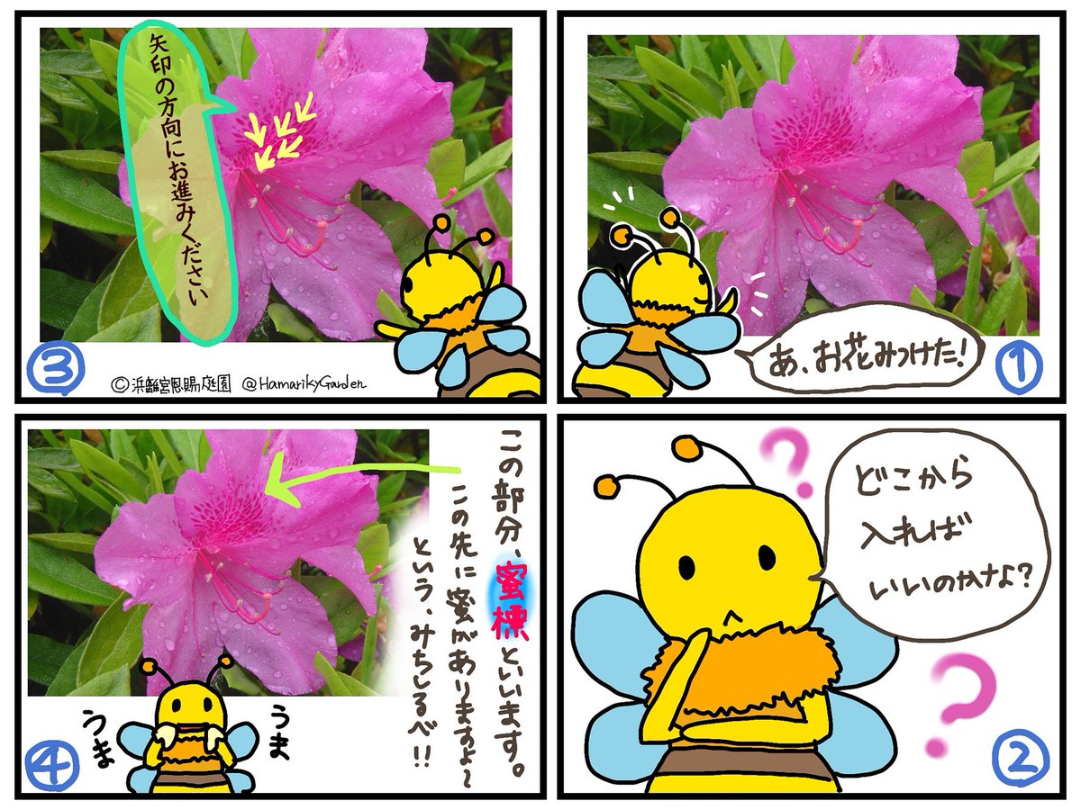 Twitter पर 浜離宮恩賜庭園 ツツジのお花にある点々 なんだろうと不思議に思ったこと ありませんか 実は自然界の交通標識なんですよ S W ﾉ ﾉ まとめてみましたので ご参考ください 浜離宮恩賜庭園 浜離宮 ツツジ まとめ 蜜標 自然てすごい
