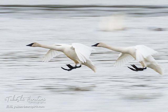 yukonbearspirit's tweet photo. Trumpeter swans

#swan #trumpeterswan #swanhaven #yukonbirds #wildlifephotography #birdphotography #naturephotography #pentax #pentaxkp #pentaxian #teampentax #pentaxphotography #ricohimaging #acratech #jobudesign #benrousa #sandiskstories #sharecangeo #earthcapture #northof… https://t.co/l99VtZG50J