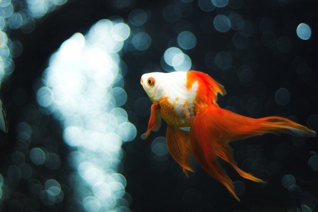 金魚life Life0800 Twitter