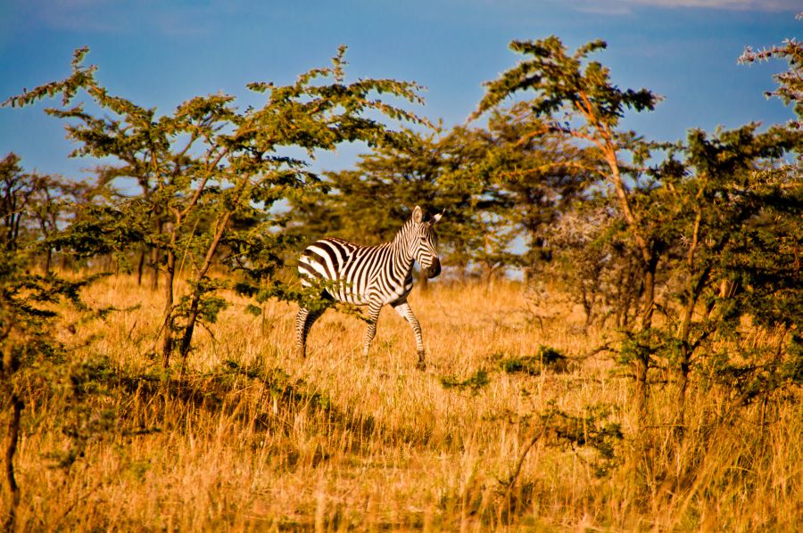 journeyinafrica's tweet image. Thank You @NyumbuC 😃😃😋
🦁🦓🐆🐃🐃
#ThursdayThoughts #Brekko