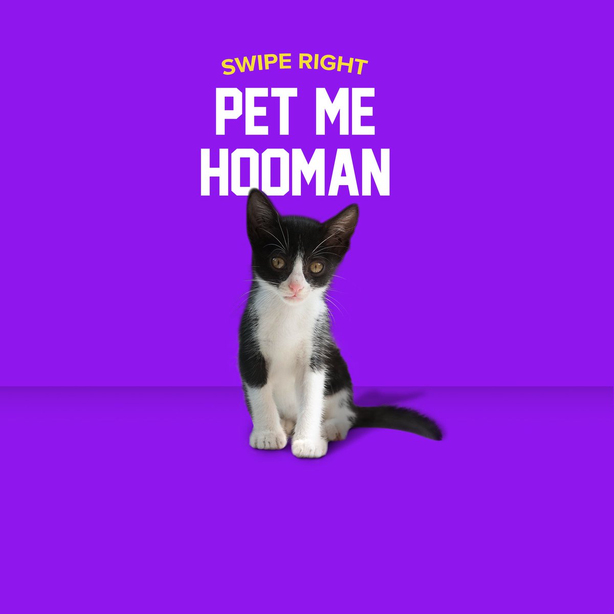 worldforall's tweet image. We’re reaching out to you with @Tinder_India to help raise the woof on driving pet adoptions and donations in India. 

PS: There’s an added incentive of adding #PetParent to your bio!

www.pawfectmatch,in

#tinder #pawfectmatch #worldforall