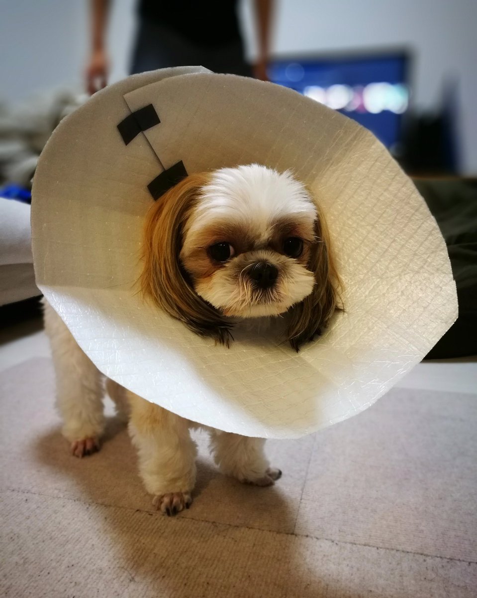 ちとせ シーズー犬 エリザベスカラーつけられた まぶたカイカイなの 明日病院だって エリザベスカラー 手作り シーズー Shihtzu 犬