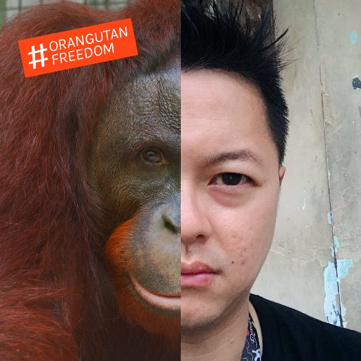 @bornean_OU Anything for the freedom of orangutan #orangutanfreedom