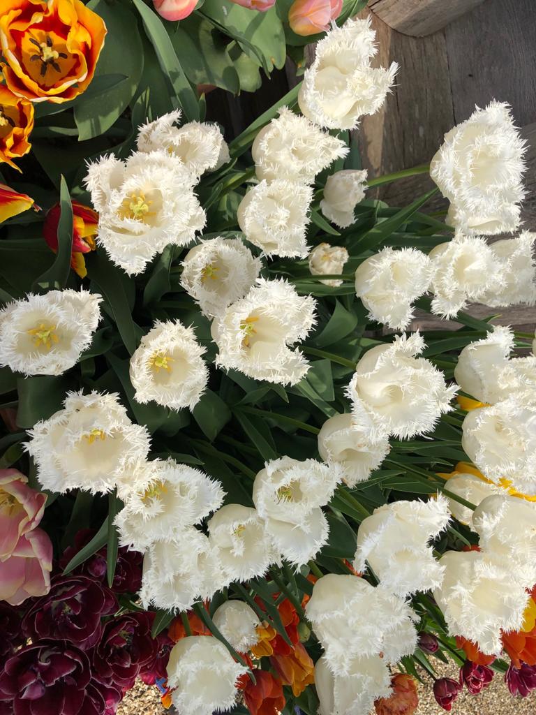 lifeconspires's tweet photo. @HemplandYear4 Alice's photo #3 https://t.co/IKtQve1Tli