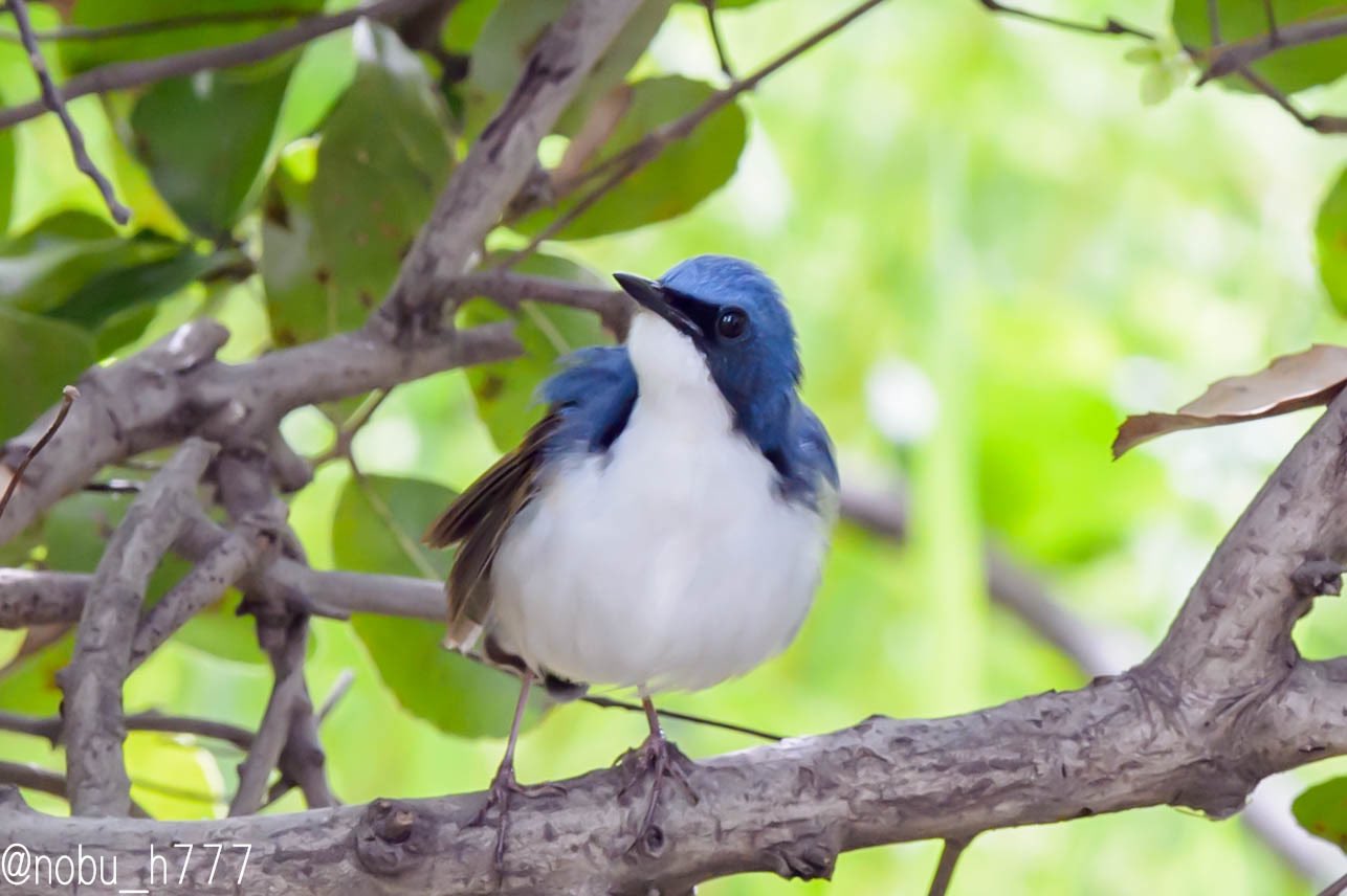 のぶ コルリ 見上げる コルリも可愛いですね 青い鳥 可愛い コルリ 現れる Siberian Blue Robin Bird Bird Lovers Nature Shooters Nature Bird Birdwatching 野鳥 野鳥撮影 Wildbird Wildbirdphotography 写真 写真好きな人と繋がり