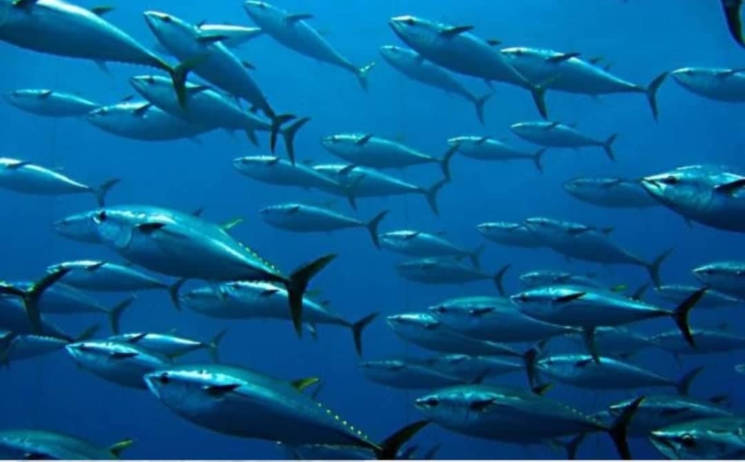 #2maggio Blue Sea Land per la Giornata Internazionale del Tonno 🐟🐟🐟
Aumentare la consapevolezza del valore del tonno per la nutrizione, lo sviluppo, l’occupazione, la cultura e la pesca sostenibile
#GiornataInternazionaledelTonno #bluesealand2019