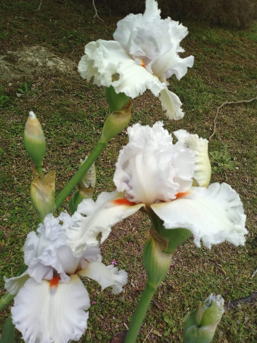 NaviGreen1's tweet photo. Sempre #trovareilModo di continuare a stupirsi 
#flora #planet https://t.co/Y3X3Fr3599