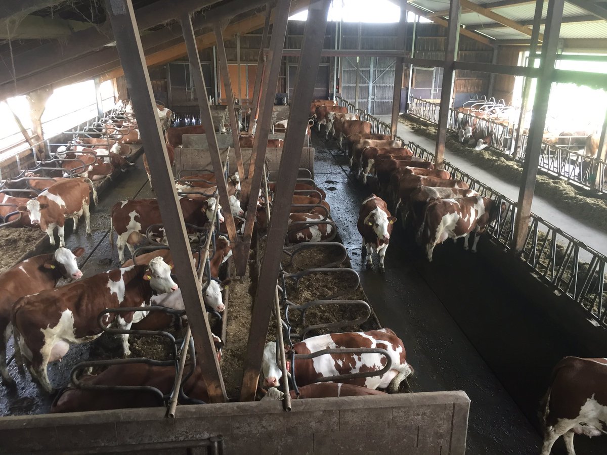 Bauernwiki's tweet image. Obwohl der #Kuhstall meine absolute #Leidenschaft ist habt ihr noch wenig davon gehört. 
Im Moment melken wir 65 am #Melkroboter und ziehen die weiblichen #Kälber als zukünftige #Nachwuchskühe auf. Hier der #Ausblick vom Stallbüro 🥰