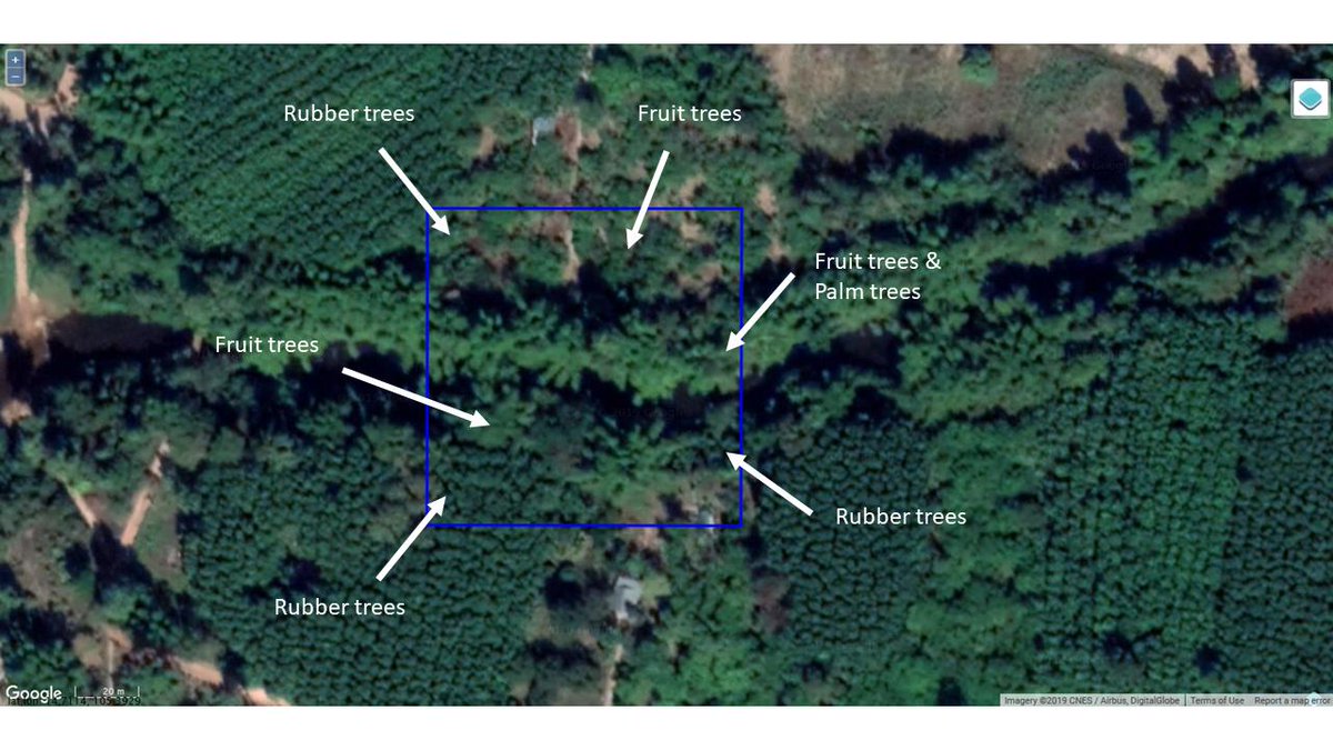 Geo_Wiki's tweet image. Location from south-west Thailand! Around 50% of the blue box-&amp;gt; rubber trees, the rest 50%-&amp;gt; other trees (palms along the river &amp;amp; other fruit trees) No dominant tree type-&amp;gt; we consider “not sure crops or woody plantations” as correct. @Geo_Wiki Get involved now! #naturemap