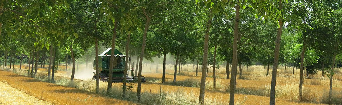 Only 18 days to go! Still time to register and participate in this globally event: agroforestry2019.cirad.fr organised by <a href="/cirad/">Cirad</a> <a href="/ICRAF/">World Agroforestry</a> @InraMontpellier <a href="/Agropolis/">Agropolis International</a>
Thanks to the key sponsors who made this event possible: @Min_Agriculture <a href="/Fondationfrance/">Fondation de France</a> @FTA_CGIAR <a href="/ACIARAustralia/">ACIAR</a>