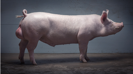 PRRS trial: "TN Tempo offspring had better daily gain and feed efficiency, as well as a significantly higher survival rate, resulting in more marketed pigs. This led to an economic advantage of €8 or $9 per finisher compared to the competitor line." More: bit.ly/2IUQbT3