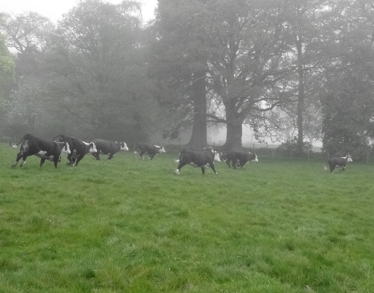 RomanyHerefords's tweet photo. Spring grass to cows is what sherry is to your Granny at Christmas!! 

#romanyherefords #bullsforsale #beefforsale #fluffymoos #highhealth #grass https://t.co/ZvZd1IF6xr
