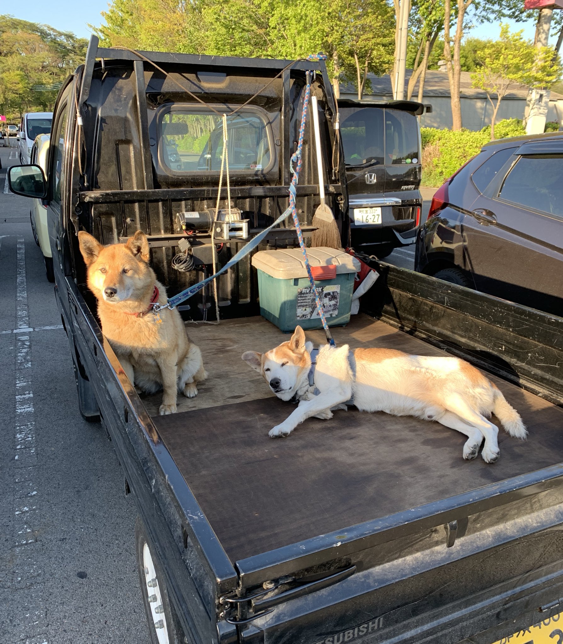 荷台に犬 Twitter Search Twitter