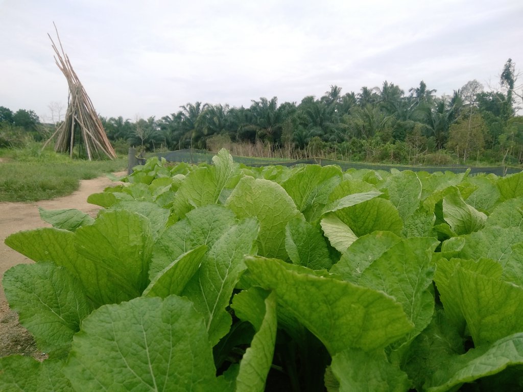 #vegetablesgarden #growsomethinggreen