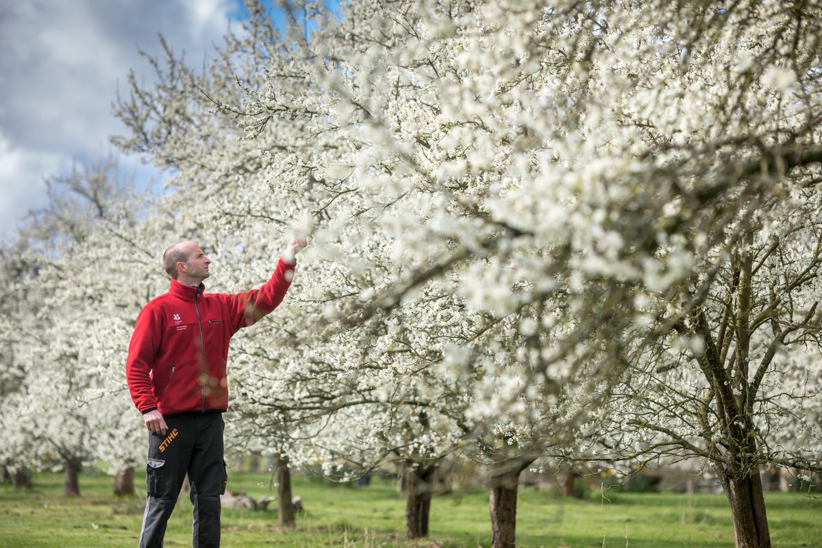 Read up on our Reimagining Orchards Project and discover how we are reinstating two lost orchards over 21 acres of pasture land, creating  habitats for wildlife and new walks for visitors. bit.ly/2DrrfOL @trustnewart <a href="/IgniteCIC/">IgniteCIC</a>  <a href="/PostcodeLottery/">Postcode Lottery</a>