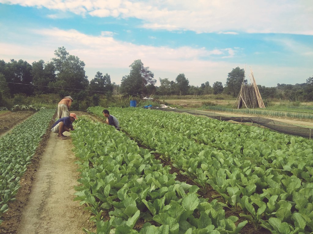#harvest #harvestday #farming