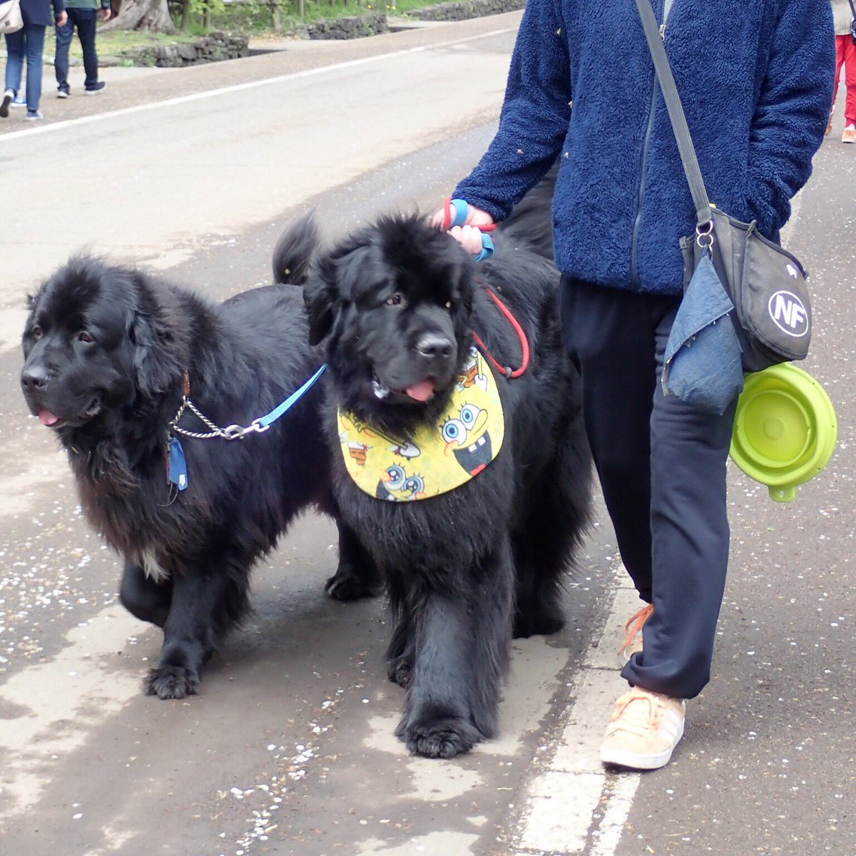 Rickard_Scott's tweet photo. When we travel we can’t help but check out the other dogs since ours are at home. Here are a few cuties we saw and met today. Had quite a chat with Jack’s Dad who was keen to see a photo of our pair of Jacks #dogs #dogsofJapan #travelphotography #Japaneseculture #Japan https://t.co/jnPBOOl9OO
