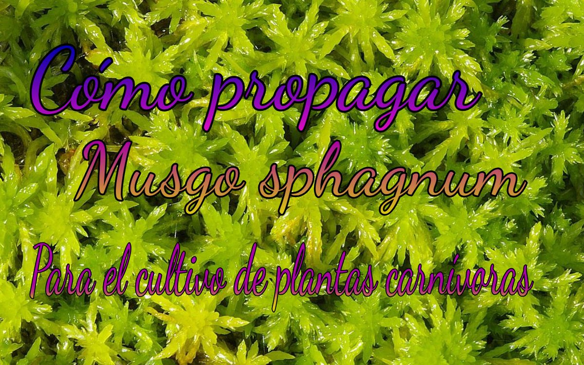 CapensisC tweet picture