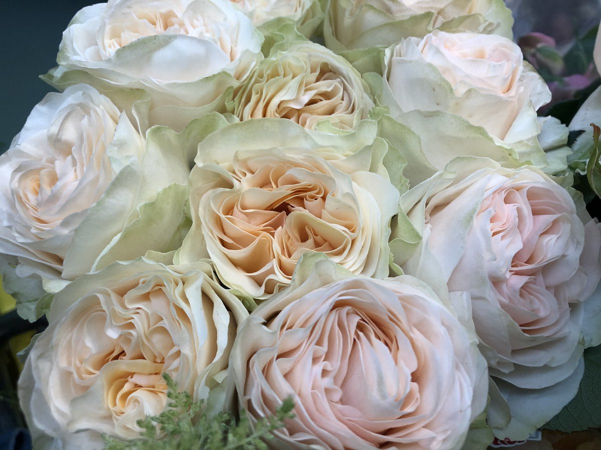 Stunning roses in this morning 😊