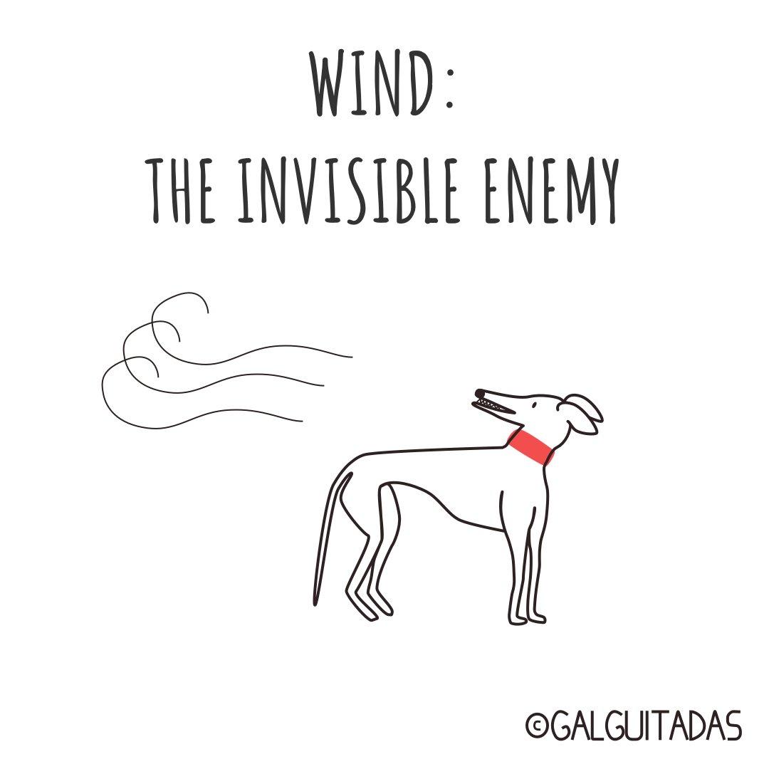 galguitadas's tweet photo. #galguitadas #galgo #galgolover #greyhound #grehoundrescue #freethegalgo #adoptanocompres #adoptdontshop #doglover #humor #comic #galgosdesofa https://t.co/1pIxoODvwP