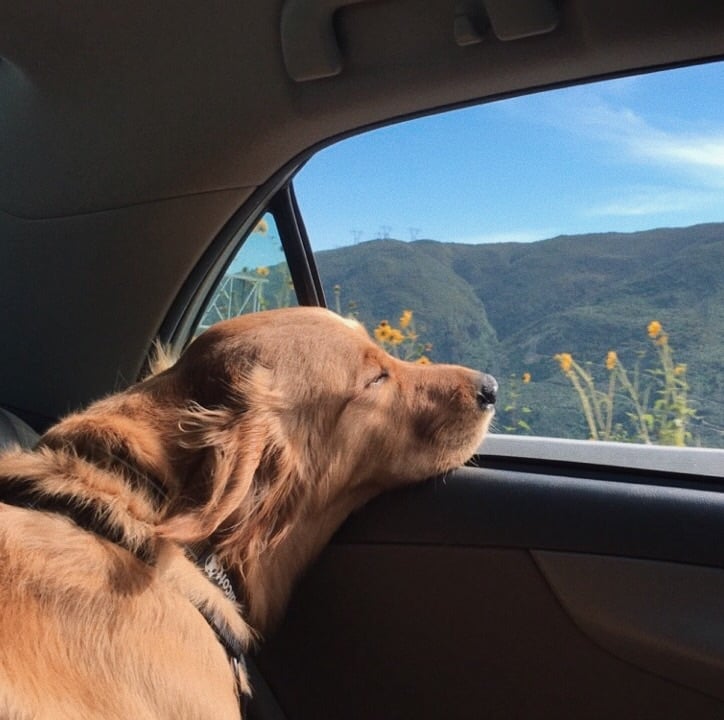 faunusdog's tweet photo. Que habrá sido de aquel hueso que enterré u no encontré https://t.co/bO04Be1bB2