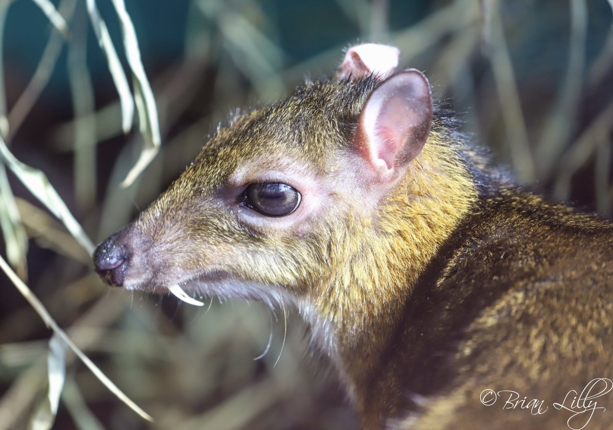 Baby Newborn Mouse Deer Newborn Baby