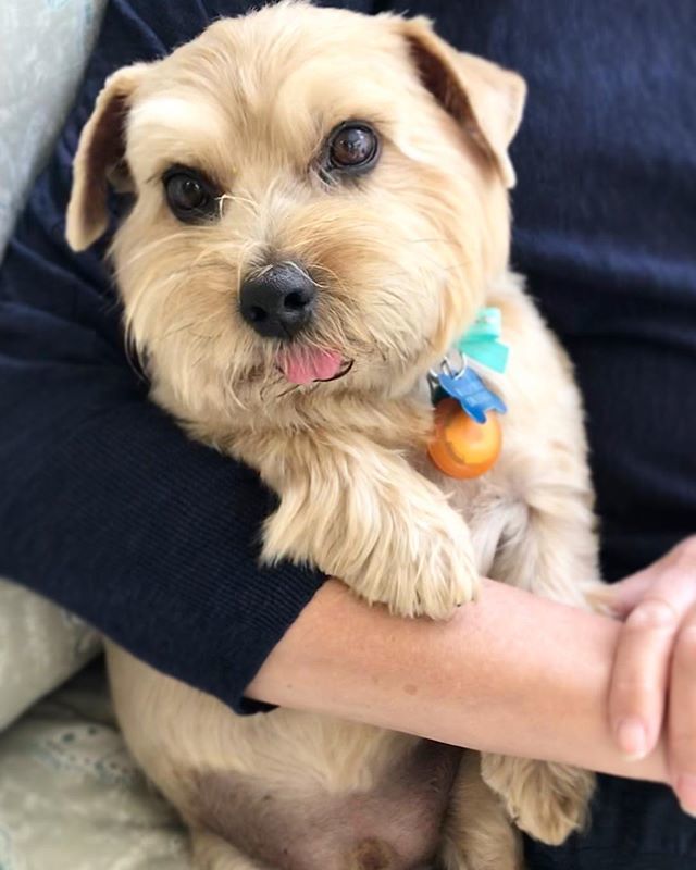 maxandhero's tweet photo. Happy Birthday to me!! Suns out tongues out!! 🎂🐶🎂🐶🎂 https://t.co/MaOKFefGjZ https://t.co/cmUY05jtaO