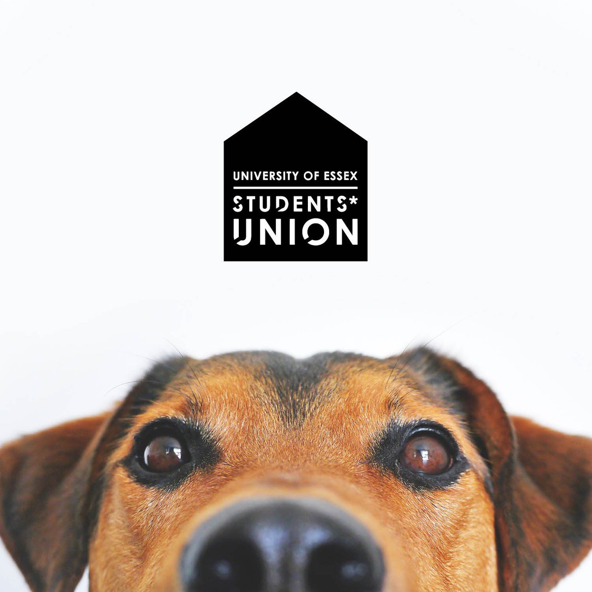 EssexSU's tweet photo. Oh. My. Dog! 

Have you had a tough exam week? Then unwind at tomorrow’s European Market. There will be nature dogs waiting for strokes and cuddles 🐺 https://t.co/GUX9uGRDu3