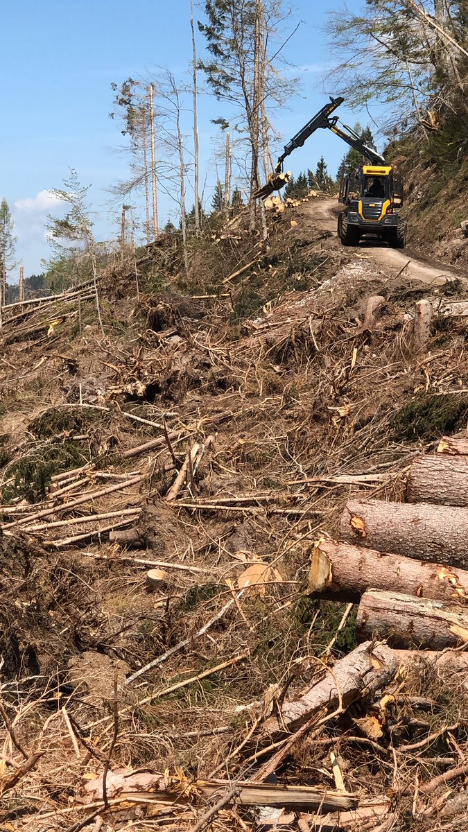 Six months after the big storm. Forestry as anticipation of a larger project of community participation
